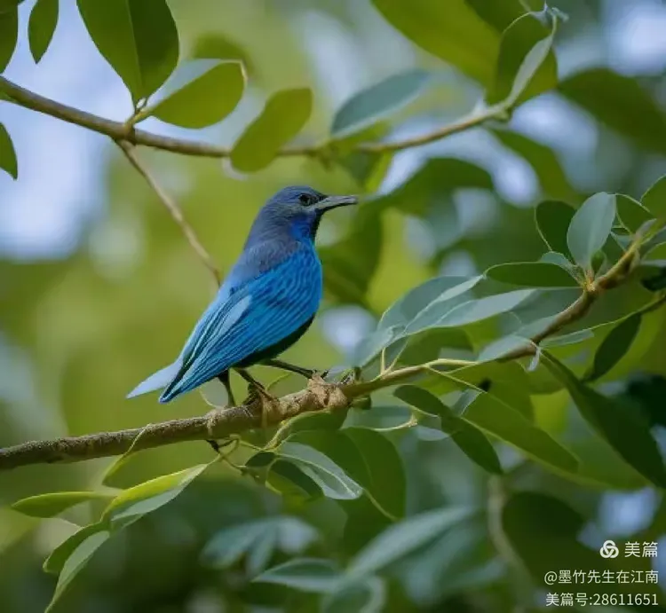 《蓝桉与释槐鸟》
